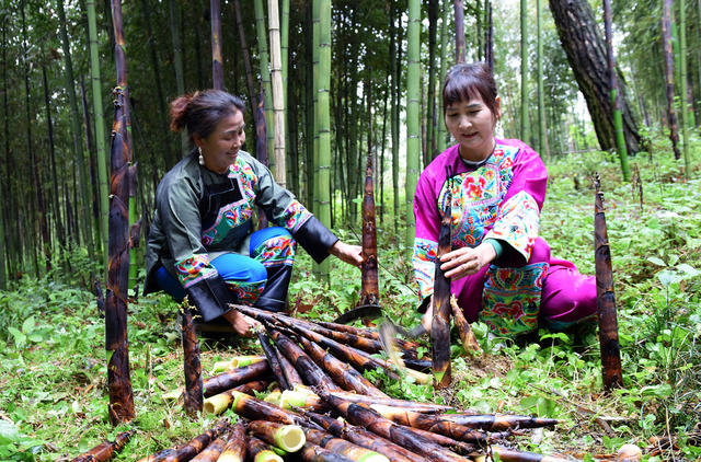  Harvesting Lei Bamboo Shoots and Becoming Rich