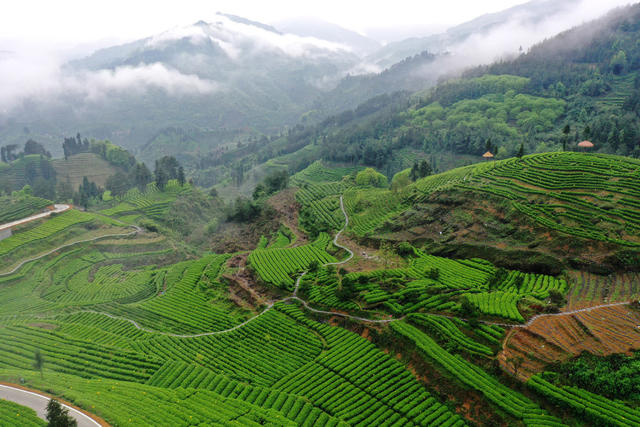雾 升 茶园 美