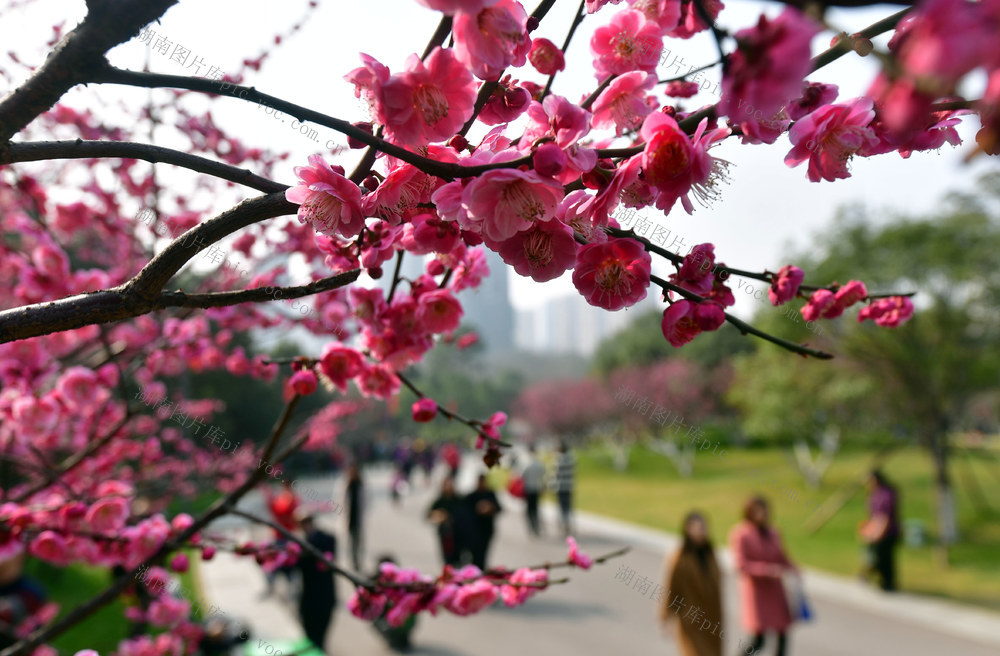 沙湾公园   梅花