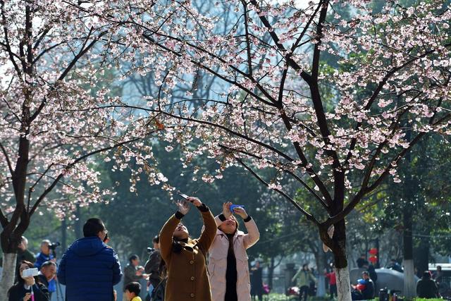 晓园公园   樱花  梅花