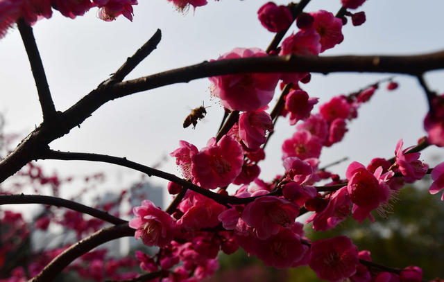 沙湾公园   梅花