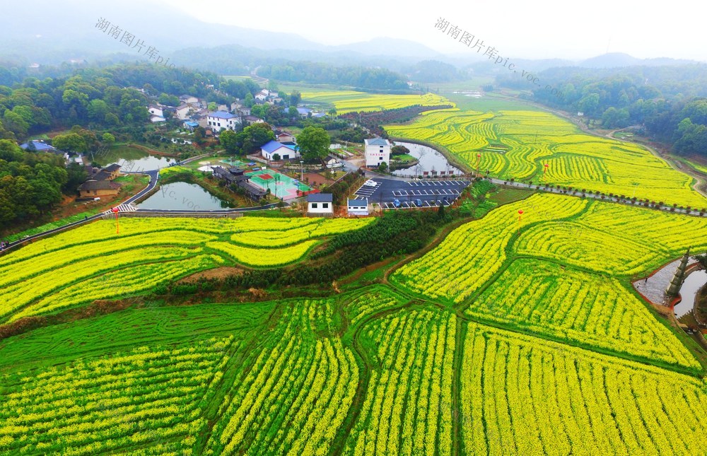 油菜花