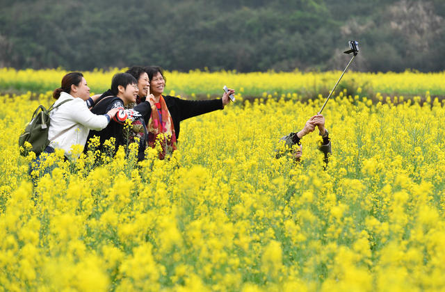 油菜花