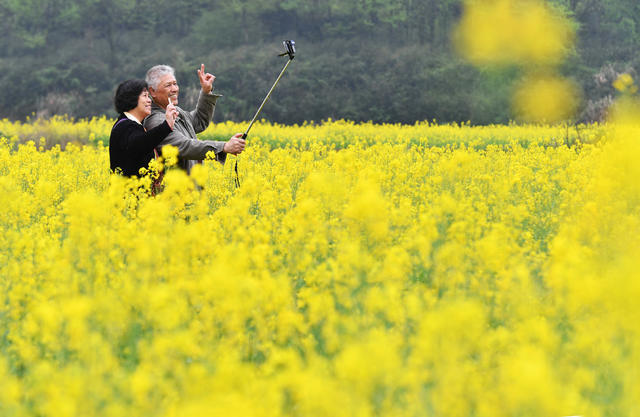 油菜花