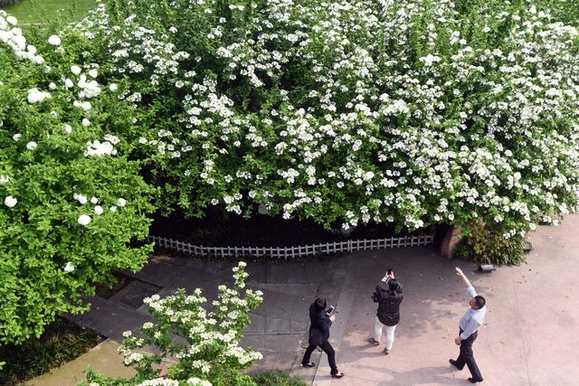 琼花  公园  紫凤