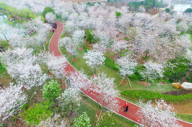 玉湖公园  樱花  望城  公园