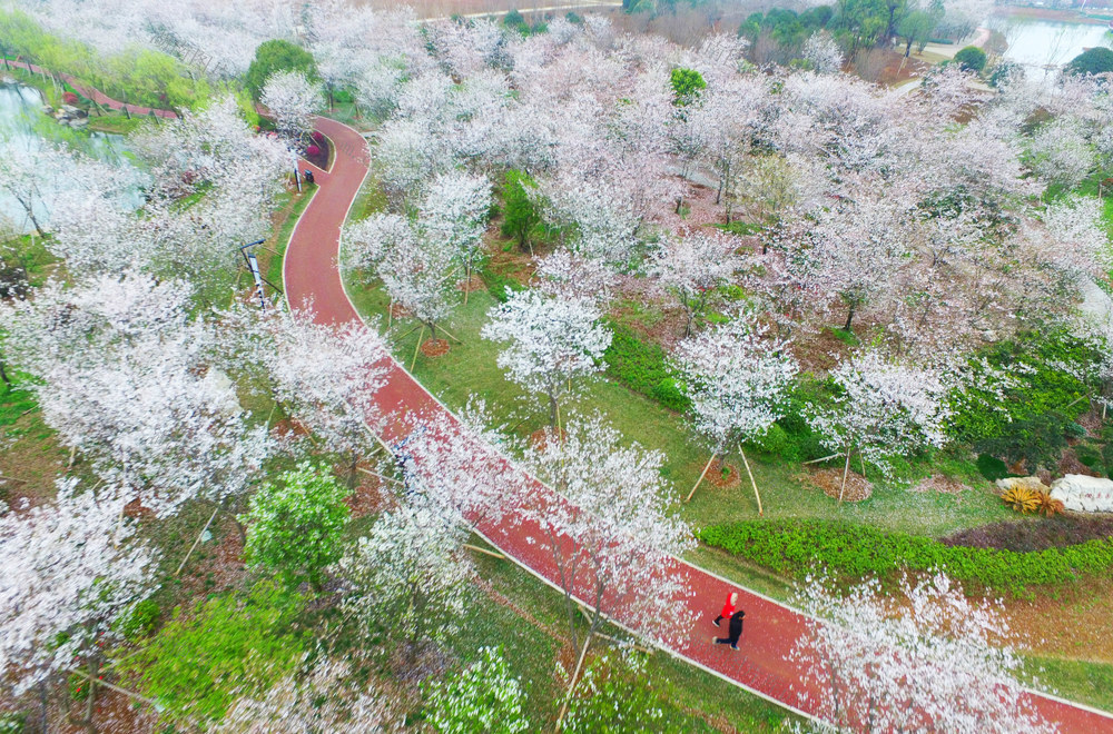 玉湖公园  樱花  望城  公园