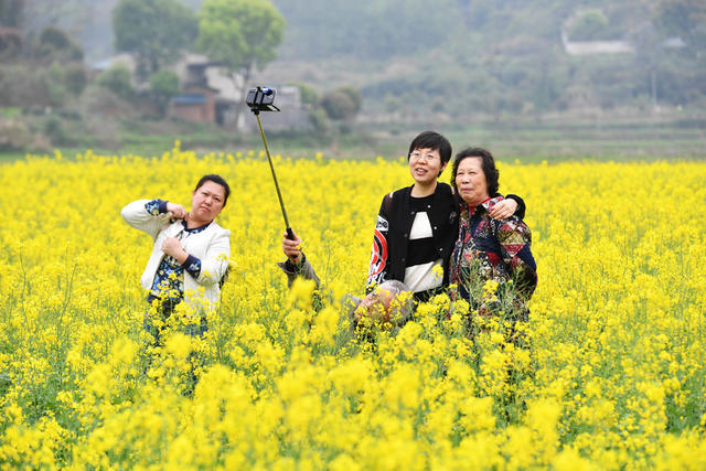 油菜花