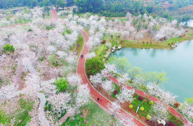 玉湖公园  樱花  望城  公园