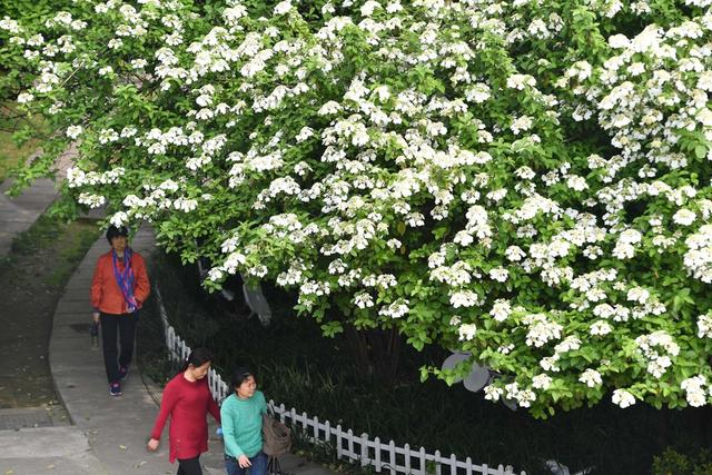琼花  公园  紫凤
