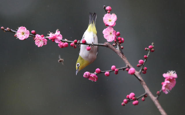 春 鸟 花
