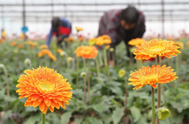 鲜切花 种植 市场 采摘
