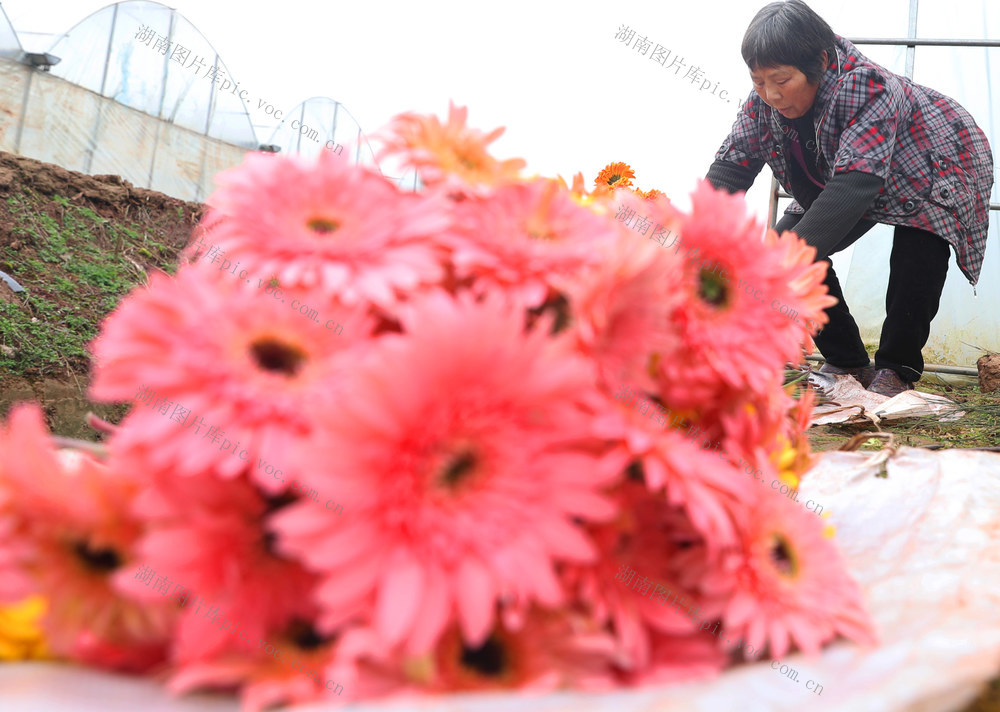 鲜切花 种植 市场 采摘