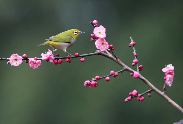 春 鸟 花
