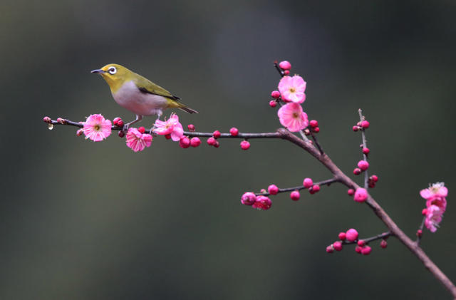 春 鸟 花