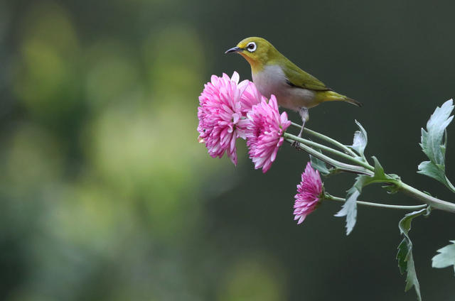 春 鸟 花