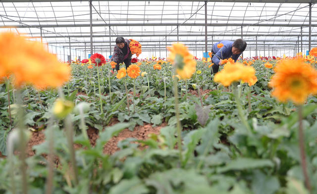 鲜切花 种植 市场 采摘