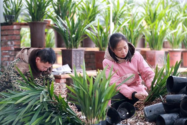 兰花 种植 村民
销售 栽培 营销
走俏 市场