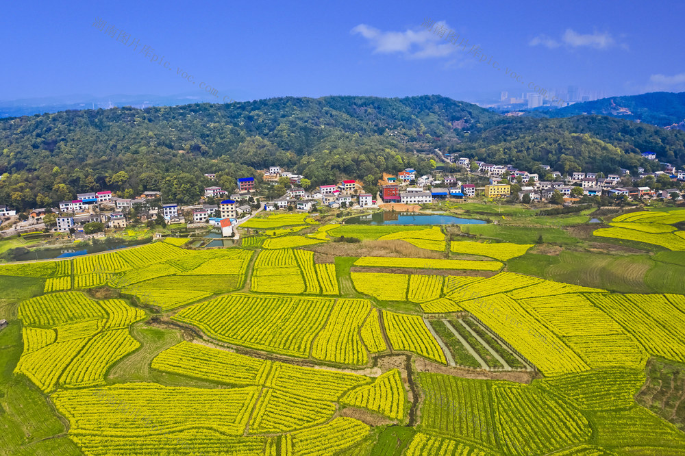 岳麓区含浦街道   乡村春色    油菜花