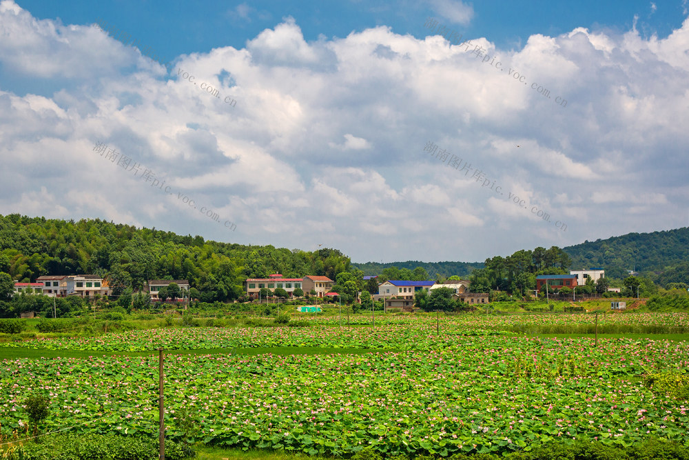 千亩荷花   岳麓区含浦街道含泰社区     乡村新貌