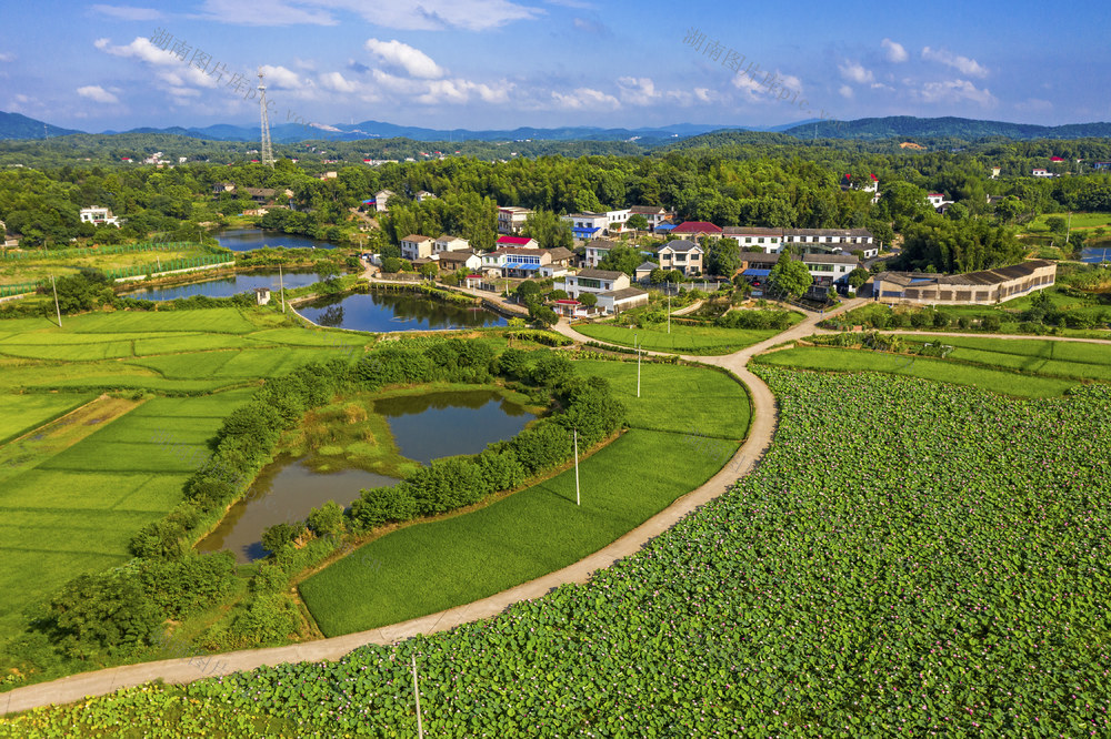 荷花基地    乡村新貌