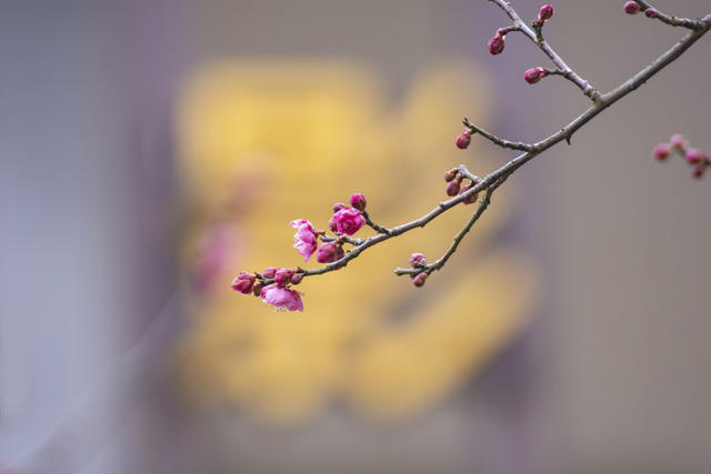 沙湾.疏影。红梅