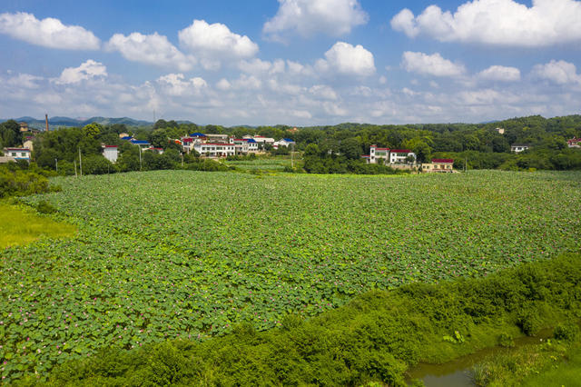千亩荷花   岳麓区含浦街道含泰社区     乡村新貌