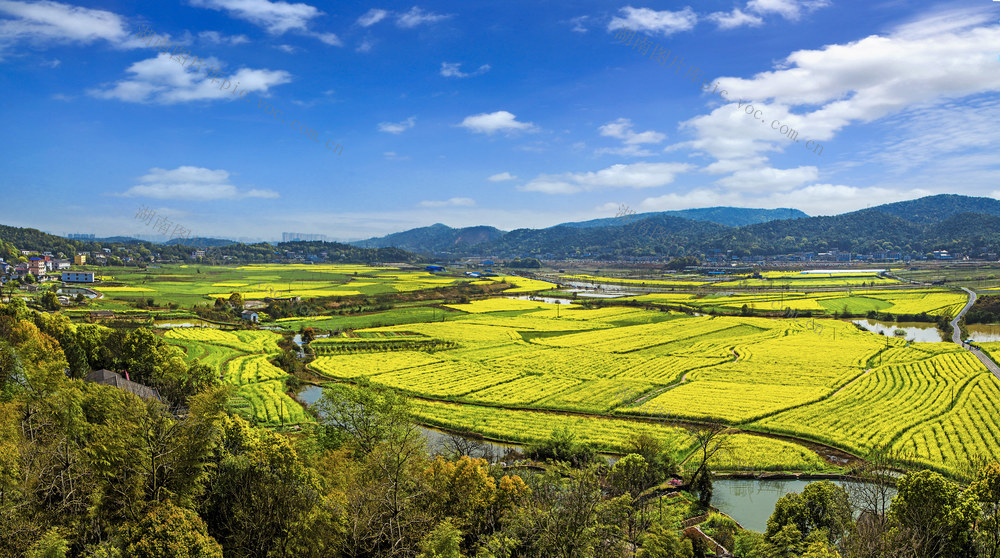 乡村春色   油菜花   岳麓区含浦街道