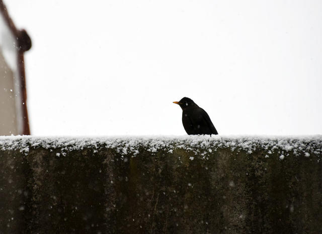 湖南；瑞雪；立春；春耕生产。