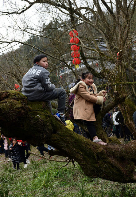 调年节 苗族 山歌 龙狮 祭祖