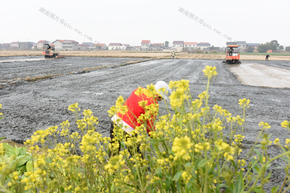 农业；雨水节气；粮食安全；种粮大户；早稻生产；秧田整理。