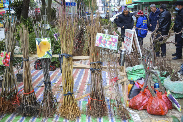 苗木 农业 经济 环境 市场 交易