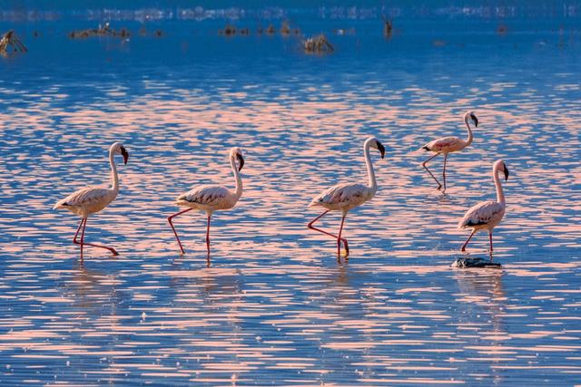 动物世界；火烈鸟系列1-5