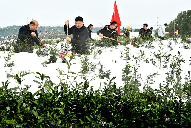 除积雪 保春茶 茶园  党员干部 农业 茶农 抗击自然灾害 生产自救 为民办实事