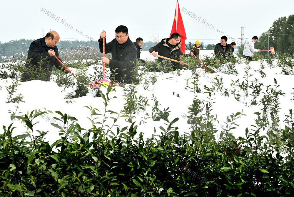 除积雪 保春茶 茶园  党员干部 农业 茶农 抗击自然灾害 生产自救 为民办实事