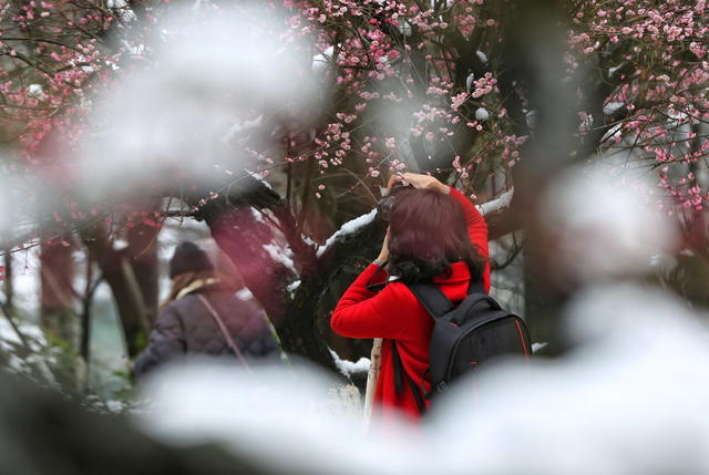 植物园  雪景