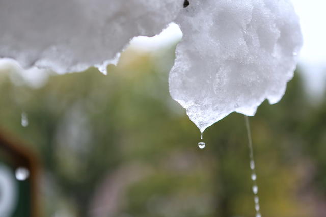 植物园  雪景