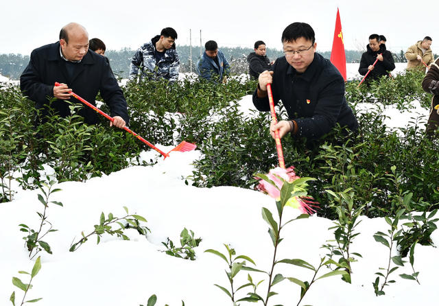 除积雪 保春茶 茶园  党员干部 农业 茶农 抗击自然灾害 生产自救 为民办实事