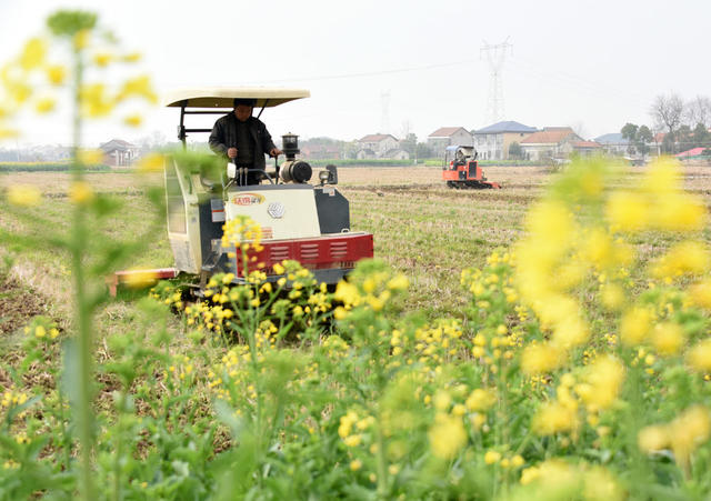 粮食安全   早稻生产   机械化  秧田整理
