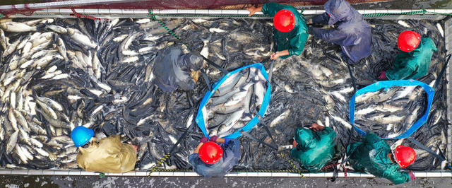  Ten year ban on fishing in the Yangtze River; fishermen in Dongting Lake went ashore to catch fish and change jobs