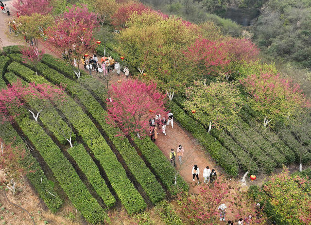 樱花 茶园 春光