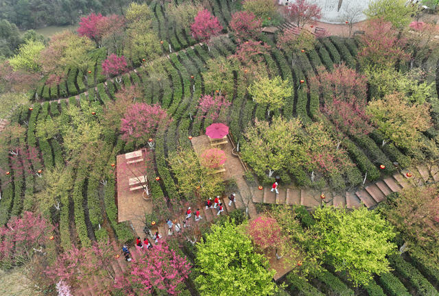 樱花 茶园 春光