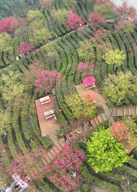 樱花 茶园 春光