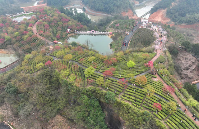 樱花 茶园 春光