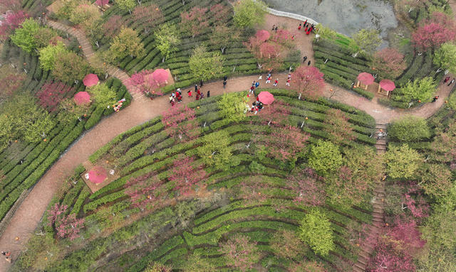 樱花 茶园 春光