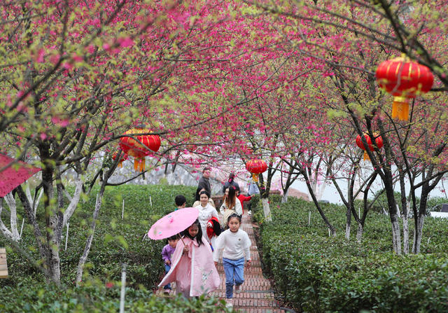 樱花 茶园 春光