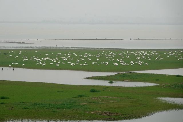 洞庭湖 湿地 自然 环境 西洞庭湖