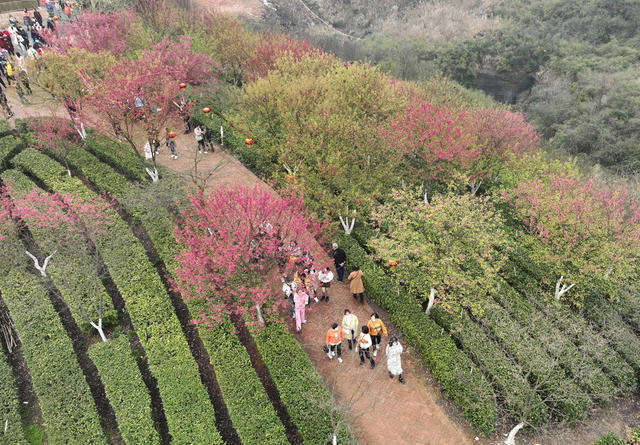 樱花 茶园 春光