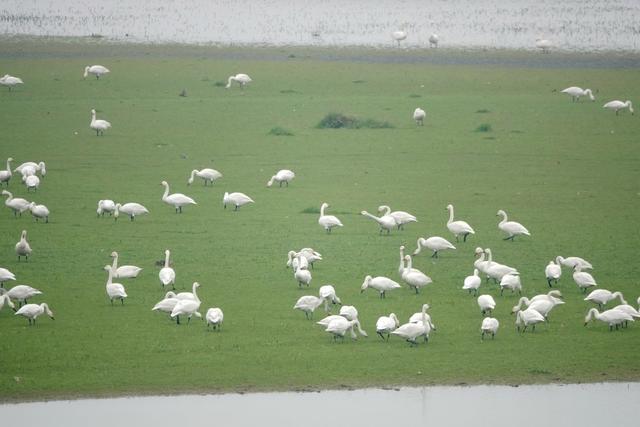  Dongting Lake Wetland Natural Environment West Dongting Lake