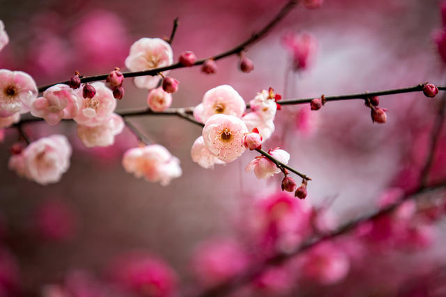 植物园  梅花